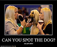 can-u-spot-the-dog.jpg