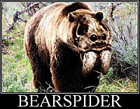 Bearspider.jpg