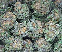 purple_kush-1.jpg