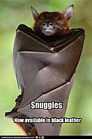 bat-snuggles.jpg