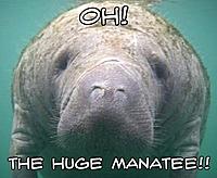 huge manatee.jpg