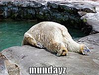 funny-pictures-monday-polar-bear.jpg