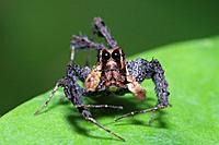 portia-labiata-jumping-spider-300x199.jpg