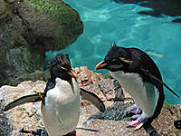 new_england_aquarium_penguins.jpg