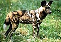 African-Wild-Dog.jpg