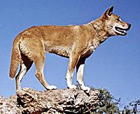 dingo-australia.jpg