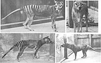 thylacine-foto.jpg