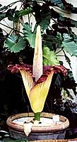 amorphophallus0.jpg