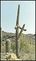 cactus-with-boner.jpg