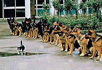 cat_police_dogs.jpg
