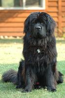 newfoundland dog.jpg