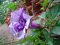 Datura.jpg