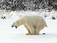 polar-bear-poop.jpg