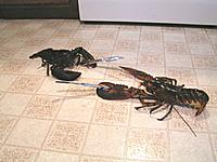 Lobster Knife Fight.jpg