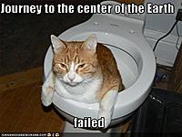 funny-pictures-cat-is-in-toilet.jpg