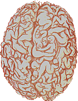 male brain.gif