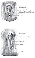 sex-development-male.jpg