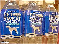 pet_sweat.jpg