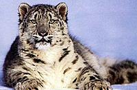 Snow-Leopard.jpg