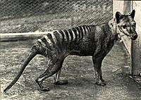 tasmanian_tiger.jpg