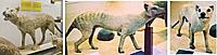 thylacine-stuffed.jpg