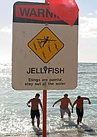 images-really-funny-picture-photo-sign-jellyfish-casch52.jpg