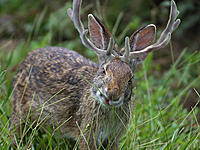 rabbit111c.jpg