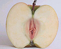 apple-with-vagina_tumblr_lk4tiwOBQ81qglg3no1_500.jpg