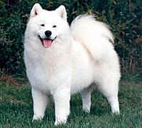 samoyed.jpg