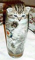 cat_in_glass.jpg