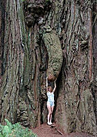 redwoodphallus.jpg