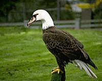 eagle-goose.jpg