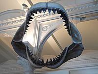 800px-Megalodon_shark_jaws_museum_of_natural_history_068.jpg