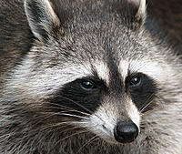 Raccoon_Anna.jpg