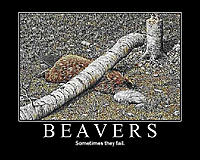 Beaver.jpg