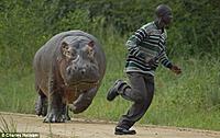 hippo-v-gamekeeper-2.jpg