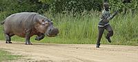 hippo-v-gamekeeper-3.jpg