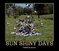 sun-shiny-days-sunshine-picnic-birds-demotivational-poster-1254893784.jpg