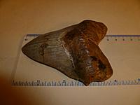 megalodon 002.jpg