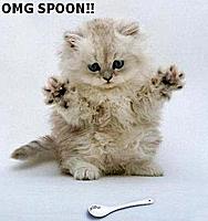 spoon cat.jpg