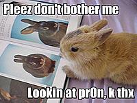 bunny pron.jpg
