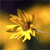 Therese36's Avatar