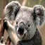 eurokoala13315990's Avatar